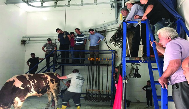 Kurbanlıklar denetlendi, kesim kursu verildi.