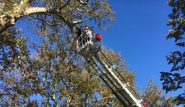 Kdz Ereğli'nin Tarihi Çınarları bakıma alındı