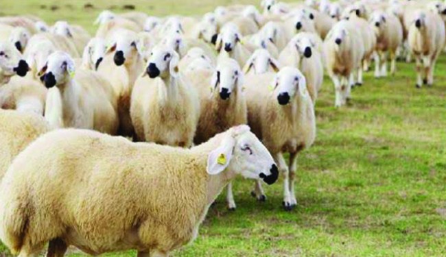 Ereğli'de, çiftçilere koyun dağıtımı yapılacak..