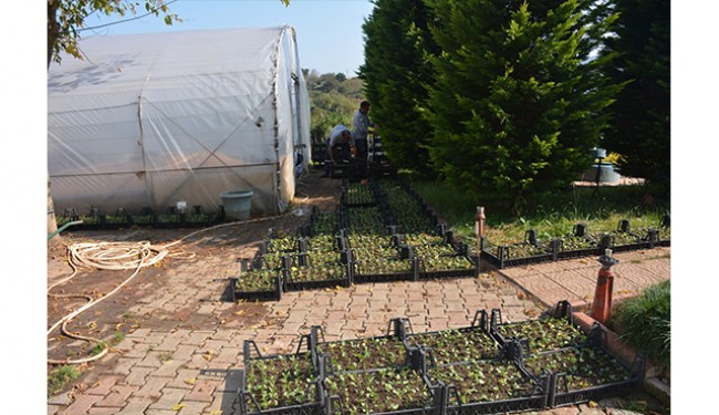 Ereğli'de kış çiçekleri zamanı