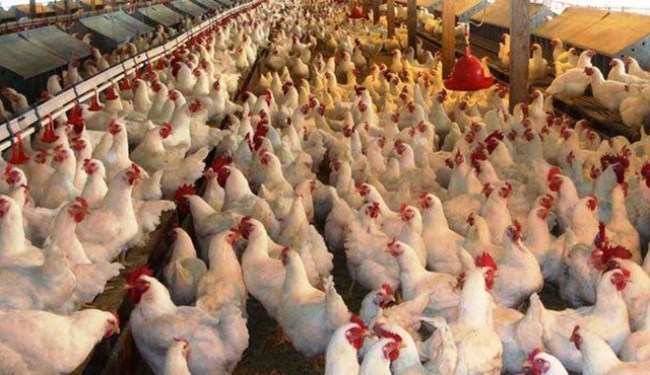 Kümes hayvancılığı üretimi, Eylül 2019