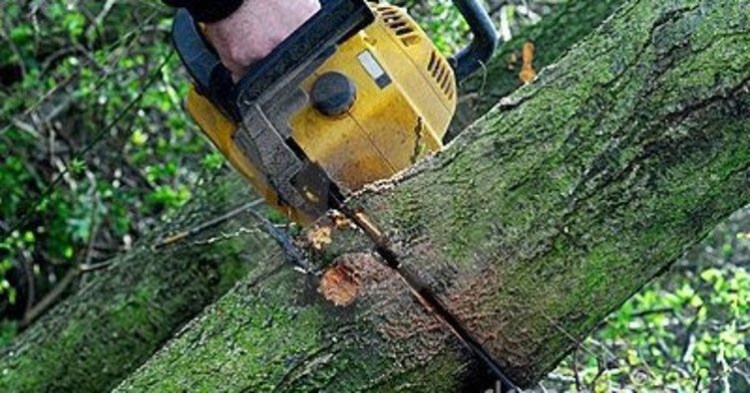 Son Dakika.. Kestiği ağacın altında kaldı!..