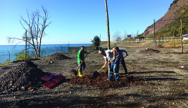 Ereğli'ye yeni çınarlar dikildi eski kantar bölgesi mesire alanı ağaçlandırılıyor
