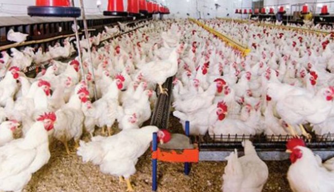 Kümes hayvancılığı üretimi, Ekim 2019