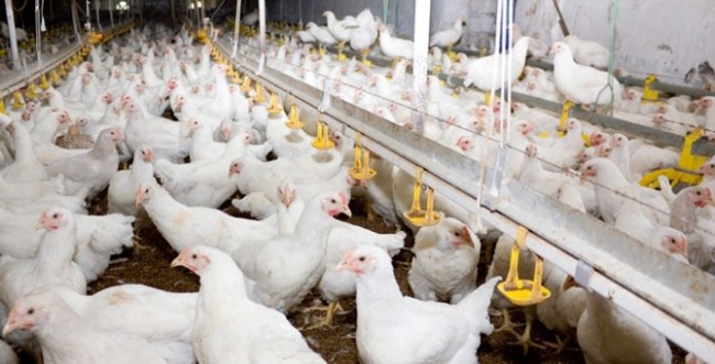 Kümes hayvancılığı üretimi verileri açıklandı