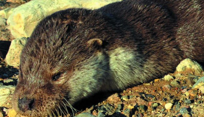 Alaplı sahilinde ölü bulundu.. Nesli tükeniyor..