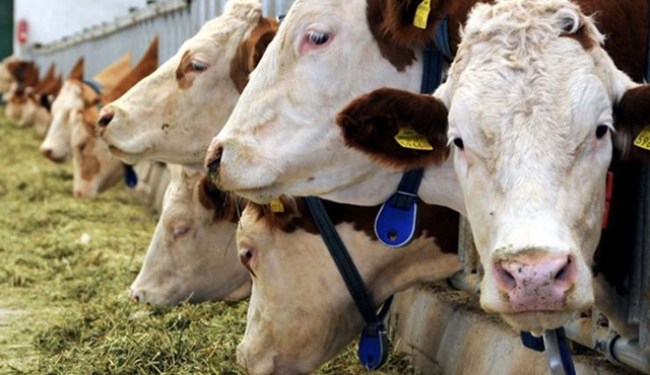 Hayvansal üretim istatistikleri, 2019