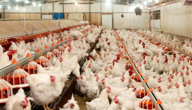 Kümes hayvancılığı üretimi, Ocak 2020