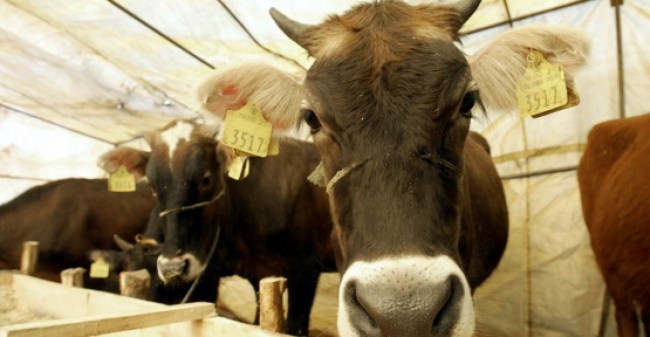 Canlı hayvanlardan sığır (kültür) fiyatı bir önceki yıla göre %3,25 azaldı