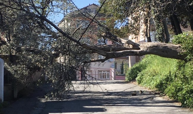 Ağaç devrildi. Yol kapandı..