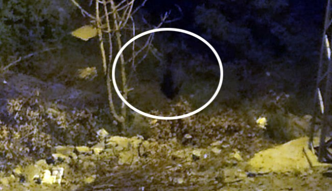 Vatandaş evinde, domuzlar mahallede!..