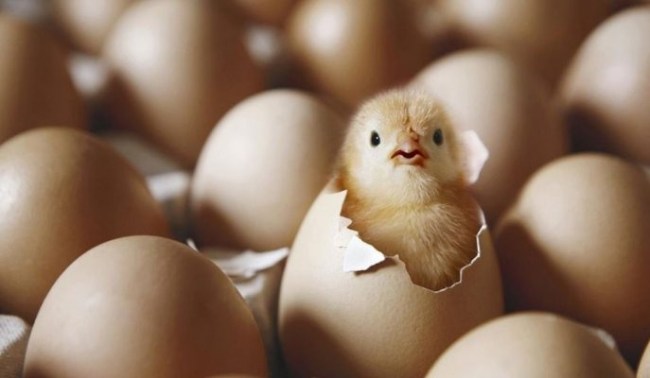 Tavuk eti üretimi arttı, yumurta üretimi azaldı..