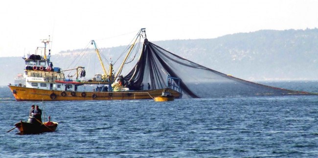 Hamsi, çaça ve sardalya avcılığı arttı!..