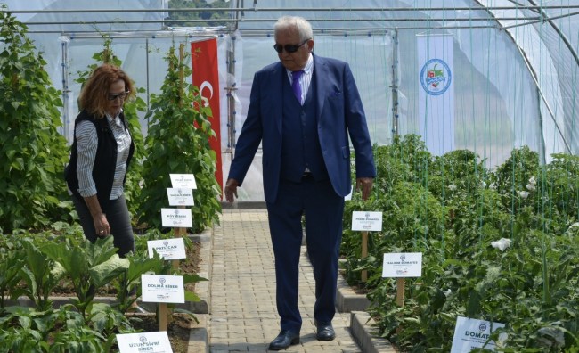 Belediye ata tohumu için düğmeye bastı.. Üretilip halka dağıtılacak..