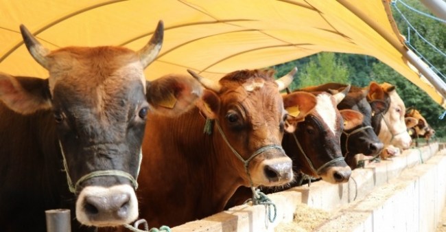 Ticari süt işletmelerince Nisan ayında 873 bin 641 ton inek sütü toplandı