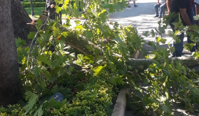 Asırlık çınar ağacı, rüzgarın azizliğine uğradı..