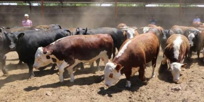 Son Dakika... Elde kalan kurbanlıkları ESK alacak..