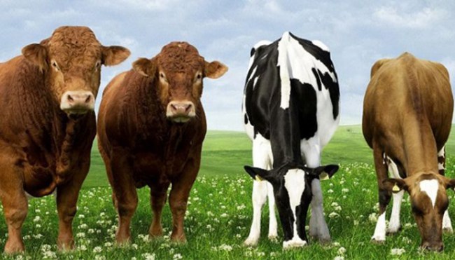 Büyükbaş ve küçükbaş sayısında artış..