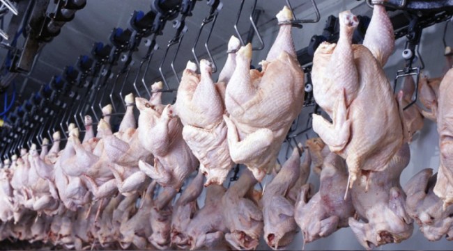 Tavuk eti üretimi azaldı, yumurta üretimi arttı