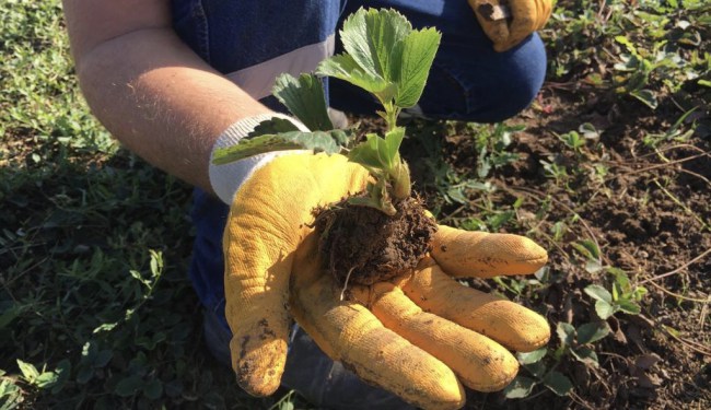 Belediye, Osmanlı çileği fidesi dağıtacak