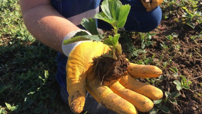 Osmanlı Çileği fidesi başvuruları tamamlandı
