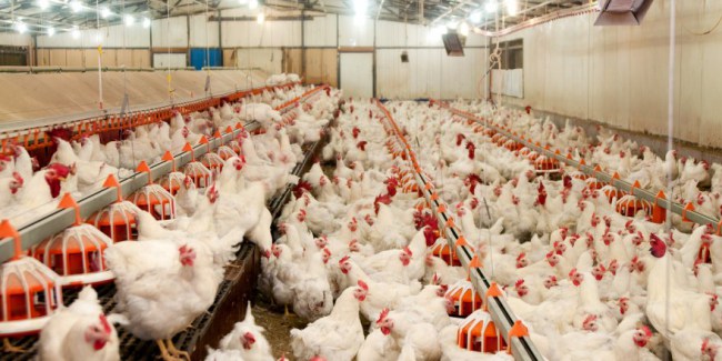 Kümes Hayvancılığı Üretimi