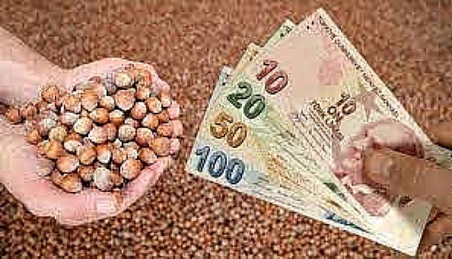 Fındıkçının sahibi yok