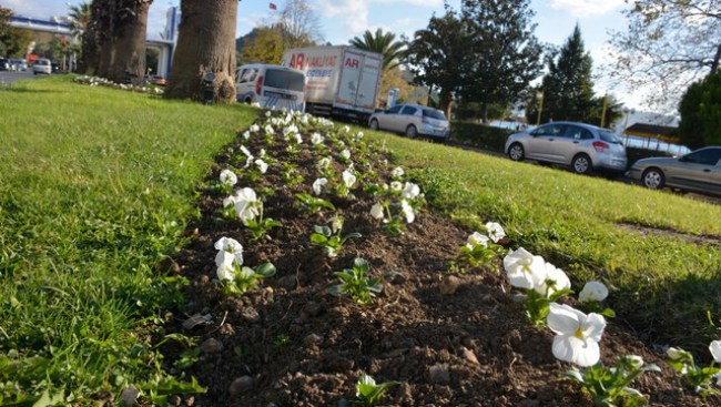 Ereğli Belediyesi 400 bin çiçeği toprakla buluşturdu