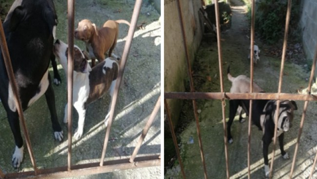 Pitbull sahibine ceza yağdı