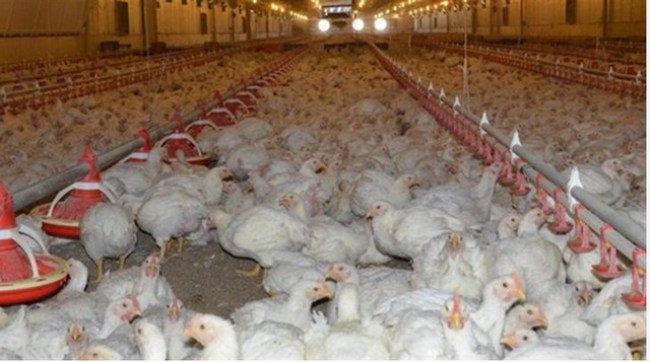 Tavuk eti ve yumurta üretimi azaldı