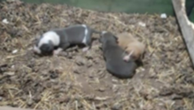 Yasaklı ırk satışına Ereğli Emniyeti 'dur' dedi