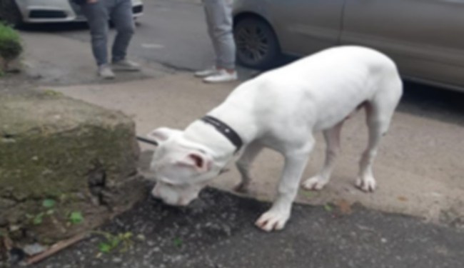 Şüphe üzerine durduruldu, firari çıktı