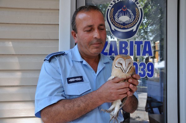 Yavru baykuşa zabıta şefkati?