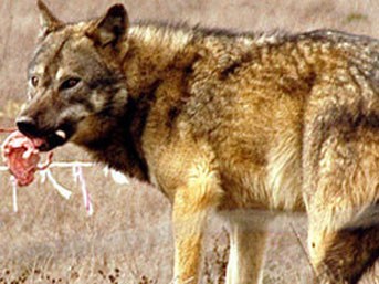 Kendisine saldırıan kurdu boğarak öldürdü