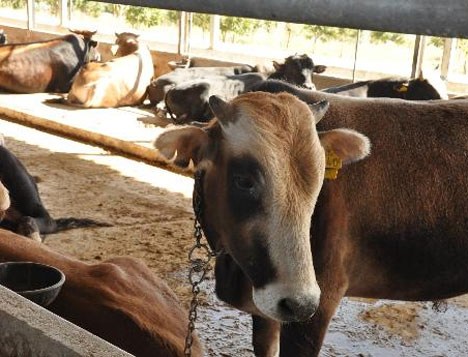 Kurbanlık fiyatları belirlendi..