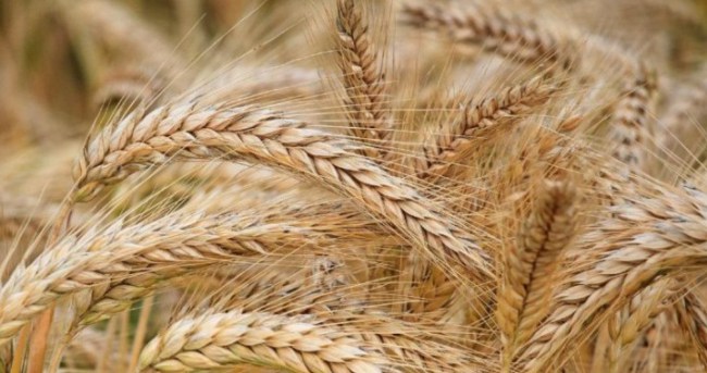 Bitkisel Üretim bir önceki yıla göre arttı