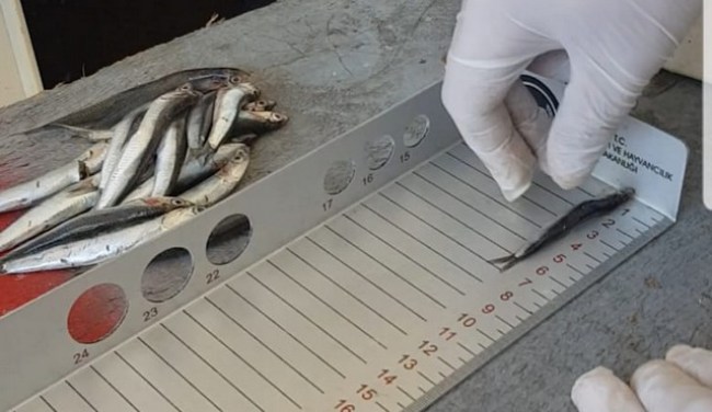 30 ton hamsiye el konuldu