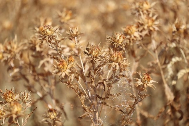 Konya'da aspir bitkisi yüz güldürüyor