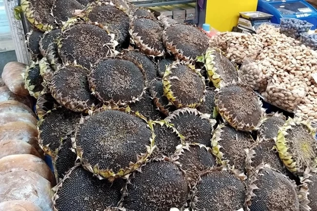 Bursa'nın çerezlik ayçiçeği hasadı başladı
