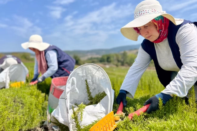 Kocaeli'de biberiye hasadı başladı