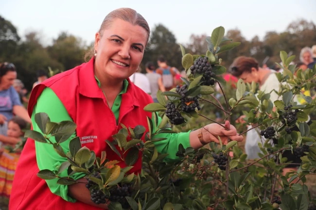 Güçlü tarım güçlü toplumun anahtarı: İzmit'te aronya hasadı coşkusu
