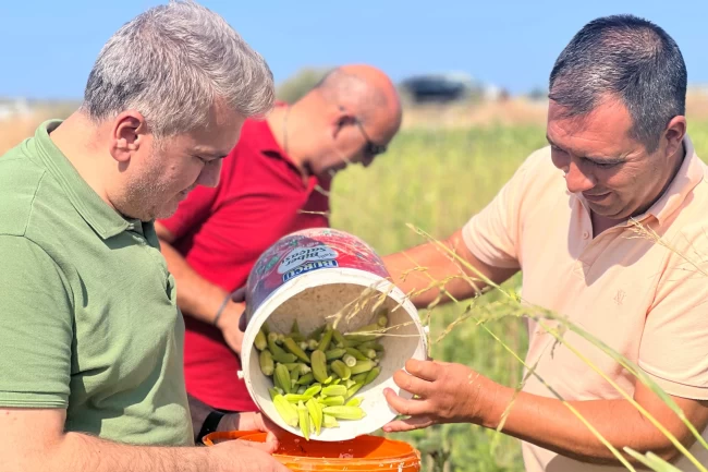 Canbey'den Balıkesir'de bamya hasadı