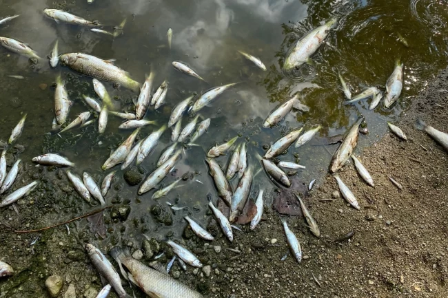 Aşırı sıcaklar Bursa Yenişehir'de balıkları da vurdu