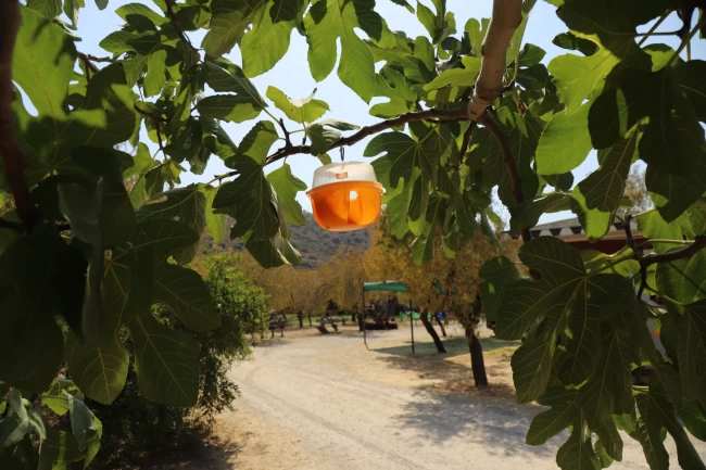 Büyükşehir'den Akdeniz Meyve Sineği'ne tuzak