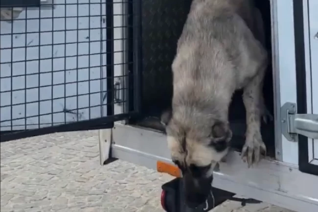 Mudanya'da ‘köpeklerin uyutulduğu' iddialarına videolu yanıt