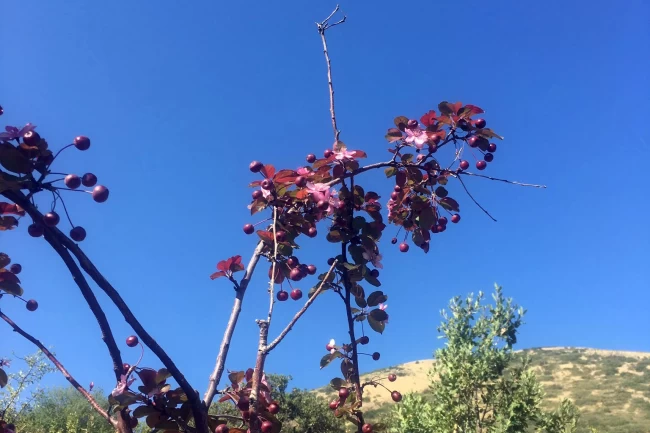 Ali Dağı'ndaki süs elması, meyvesi üstündeyken çiçek açtı