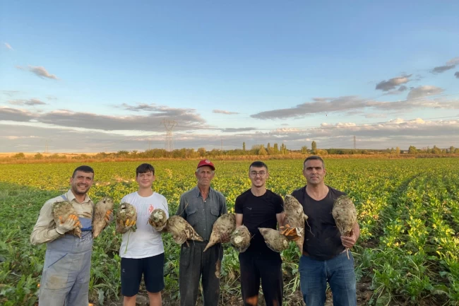 Edirne Keşan'da pancar hasadı