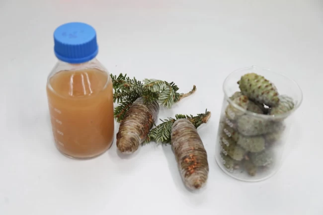 BTÜ'lü akademisyenler kozalak şuruplarının içeriğini araştıracak