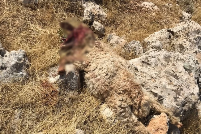 Mardin'de aç kurtlar saldırdı! 15 koyun telef oldu