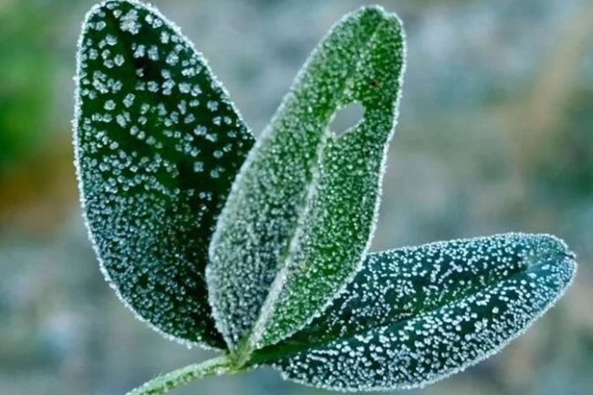 İç Ege ve İç Anadolu'da zirai don uyarısı... Doğu Karadeniz'in yükseklerinde kar!